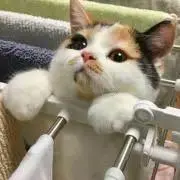 くりきの画像