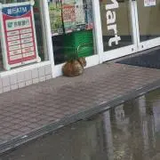 たなか