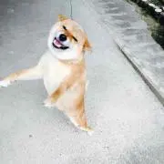 わんた