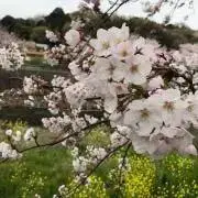 えめの画像