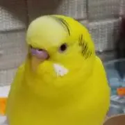ゆいちゃんショップ