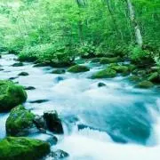 琥珀の画像