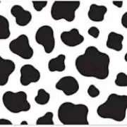 full of bull’s