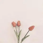 きのこの画像