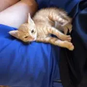 とうもころし