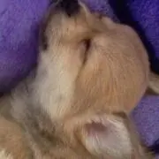 ロールキャベツ
