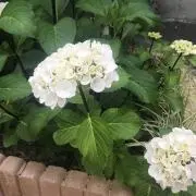 MOMOの画像