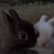 Kikiの画像