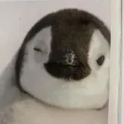 ARIの画像