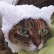 イドサンの画像