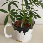 はりねずみの画像