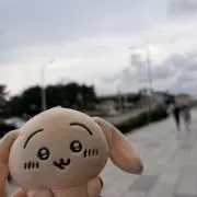 ミモザの画像