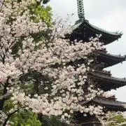 ゆみの画像