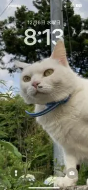 しろの画像