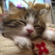 す