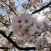 MIRAIの画像