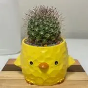 みみみ