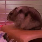 ぺんた