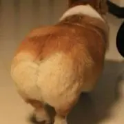 コーギーの画像