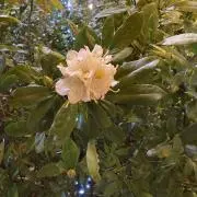 すもも￼の画像