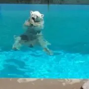 ふうちの画像
