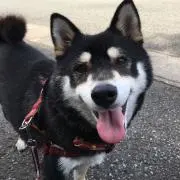 もも