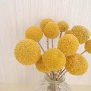 sandiの画像
