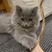 うめ