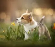 メリル