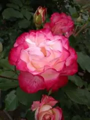 花の画像