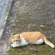 Imomoの画像