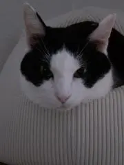 すーさんの画像