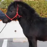 ポニー