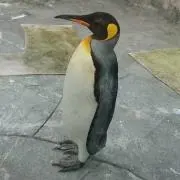 mee