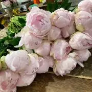 きょーこ