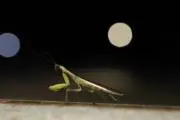 ほんわか