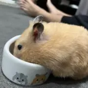 だいふくの画像