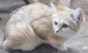 わさビーフの画像