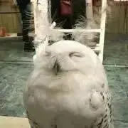 ☆ぴっぷ☆の画像