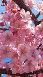 ご縁に感謝 sakura華の画像