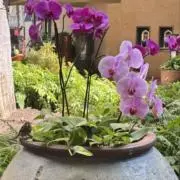 babaの画像