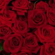 紅薔薇