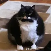 ハルの画像