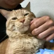 コテツの画像