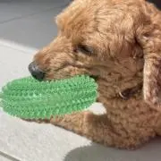 まろん