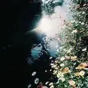 なつめの画像