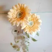 りつきの画像