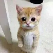 にゃの画像