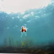 リーブーの画像
