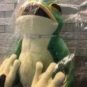ハクの画像